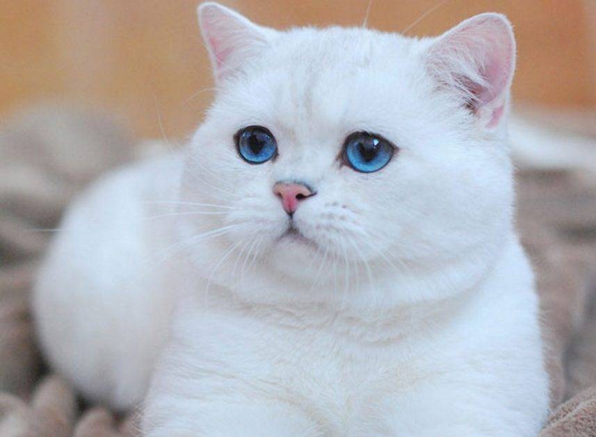 Коты британцы белые фото
