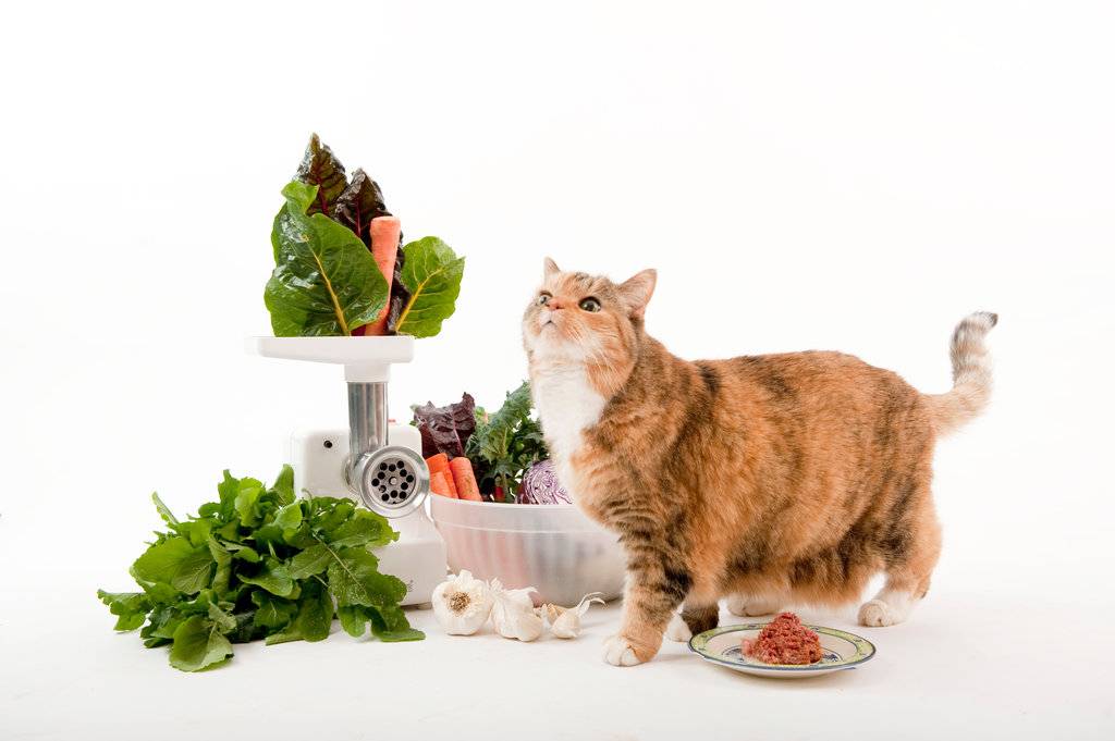 Правильное Питание Для Кошки Натуралкой