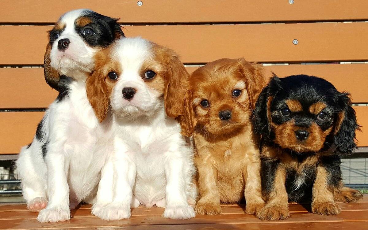 Фото Небольших Собак С Названием Породы