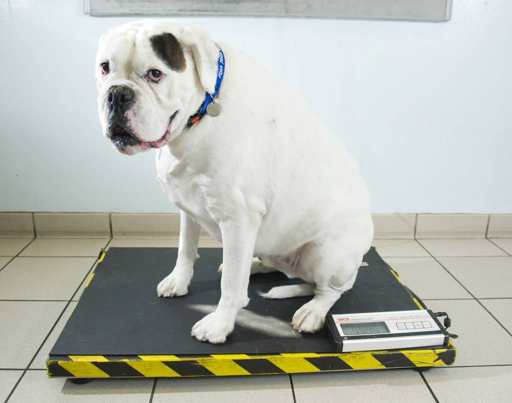 Как Сбросить Вес Собаке