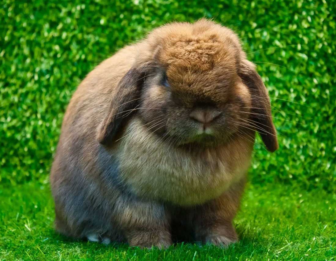 Кролик нидерландец фото