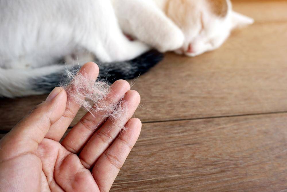 Аллергия и зуд у кошек