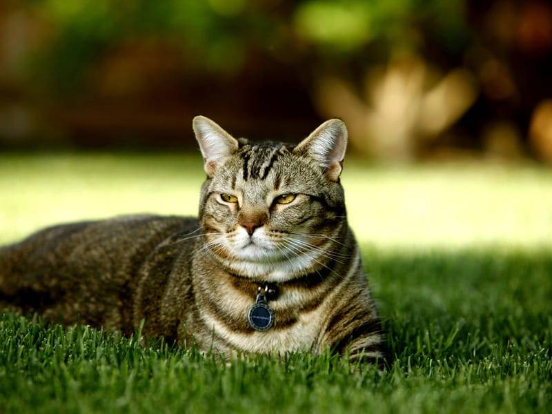 Народные средства от глистов у кошек: как быстро вывести