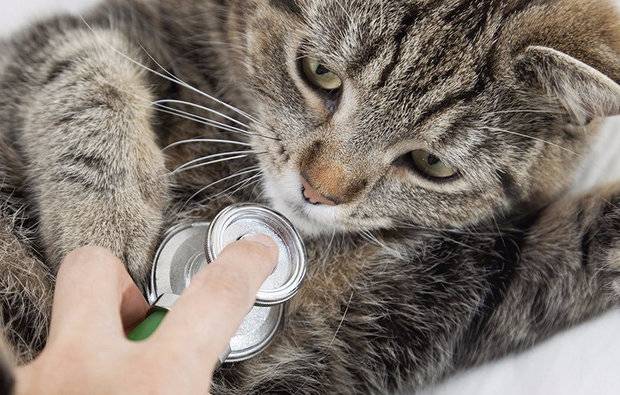 5 антибиотиков для кошек широкого спектра: применение в ветеринарии при инфекции