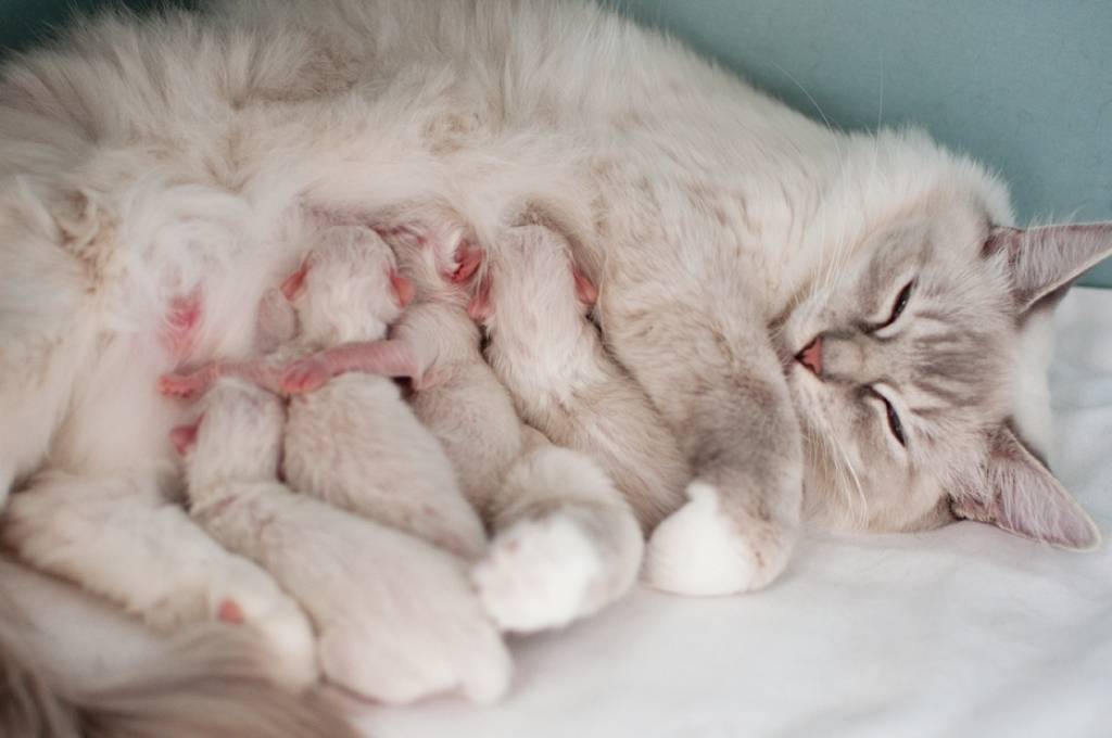 Сколько должна отдыхать кошка после родов