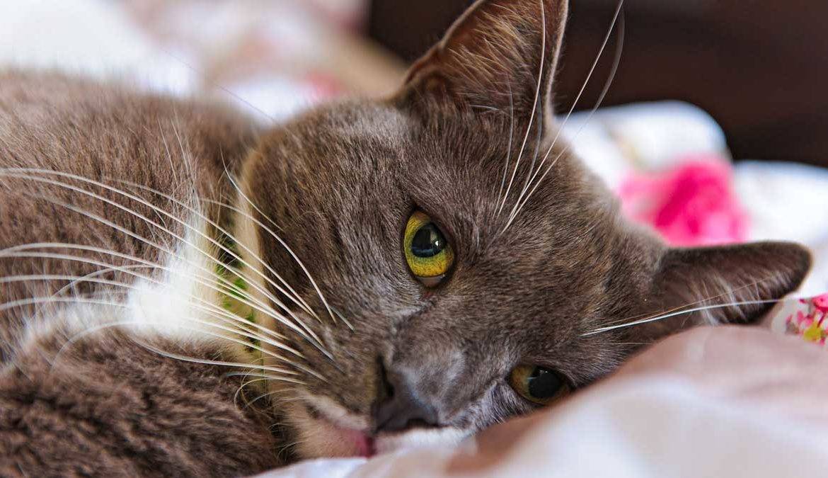 Симптомы различных заболеваний у кошек