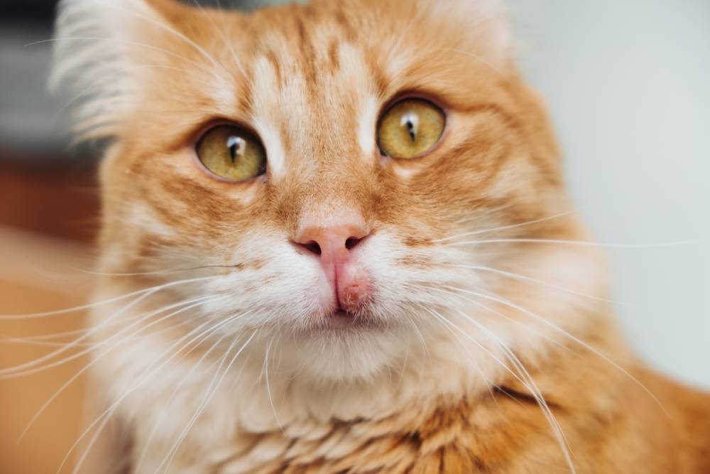Эозинофильной гранулемы у кошки лечение в домашних условиях какой мазью