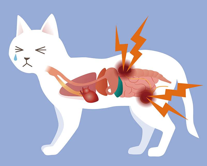Как снять спазм при цистите у кошек