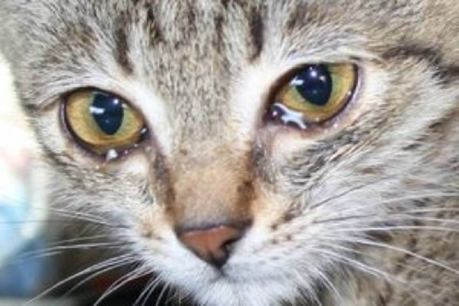 Коронавирус у кошек: симптомы, причины и лечение