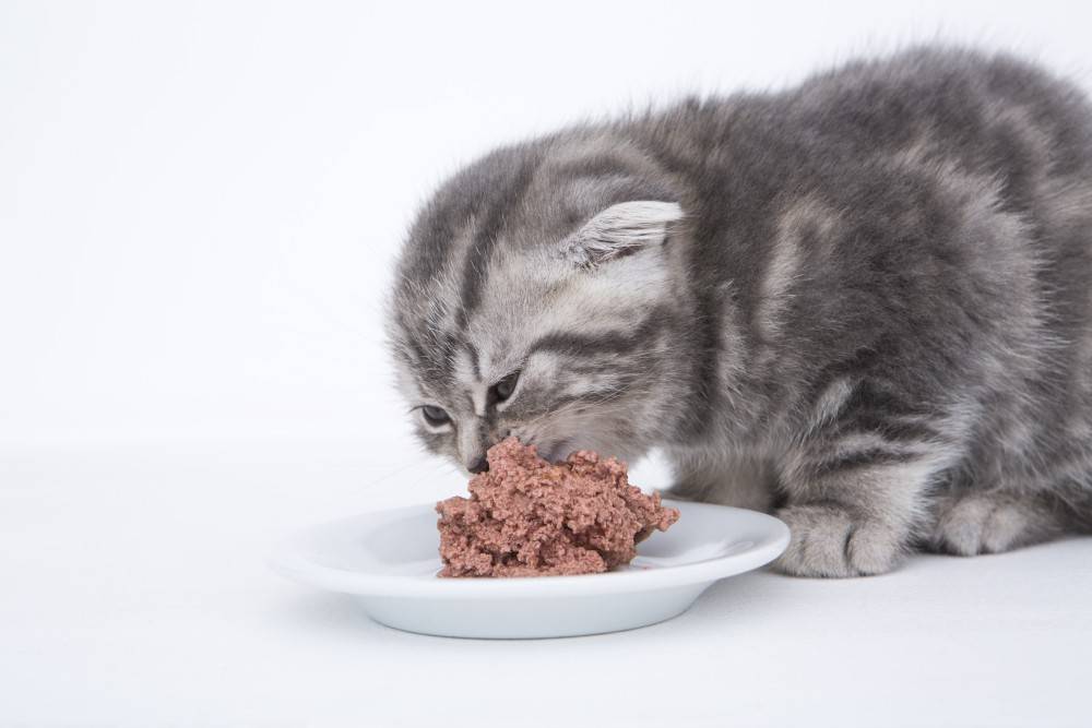 Чем кормить котенка в 2 месяца, домашняя еда и готовые корма для двухмесячных, 3-х и 4-месячных питомцев, режим кормления
