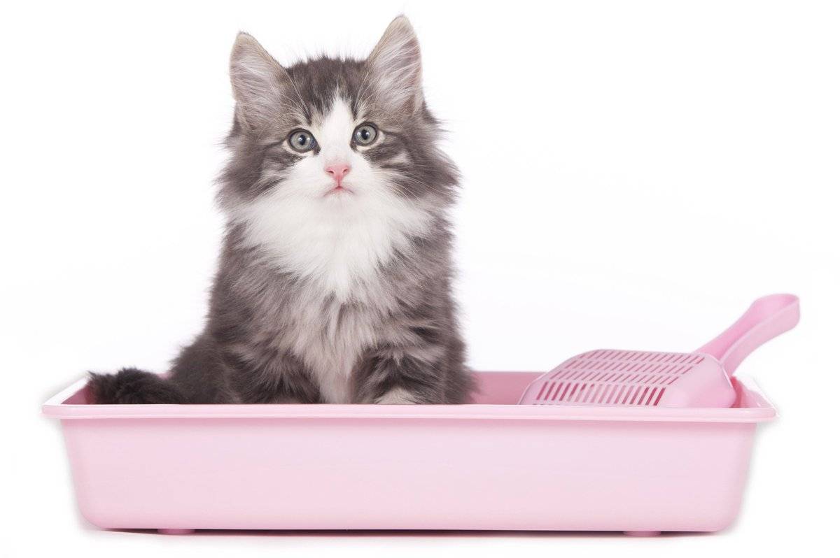 Наполнитель кошачьего туалета для кошек какой лучше