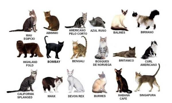 Породы кошек и их отличия