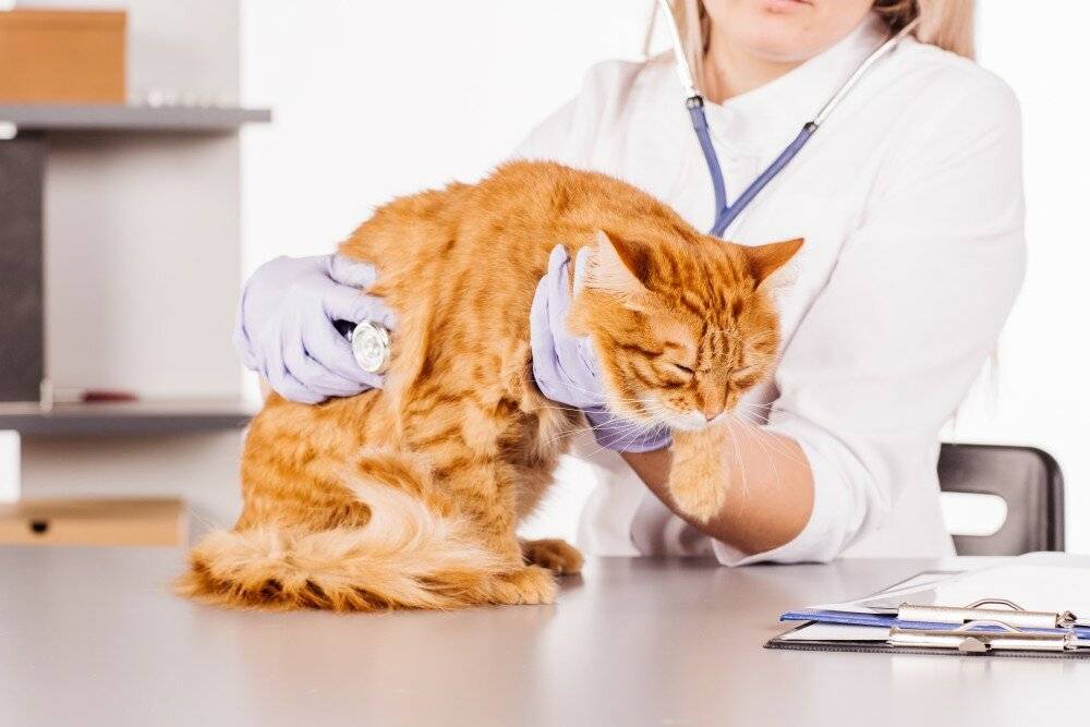 Рвота с кровью у кошек причины и лечение