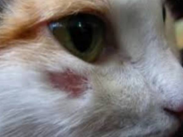 Абсцесс у кота на щеке лечение в домашних условиях thumbnail