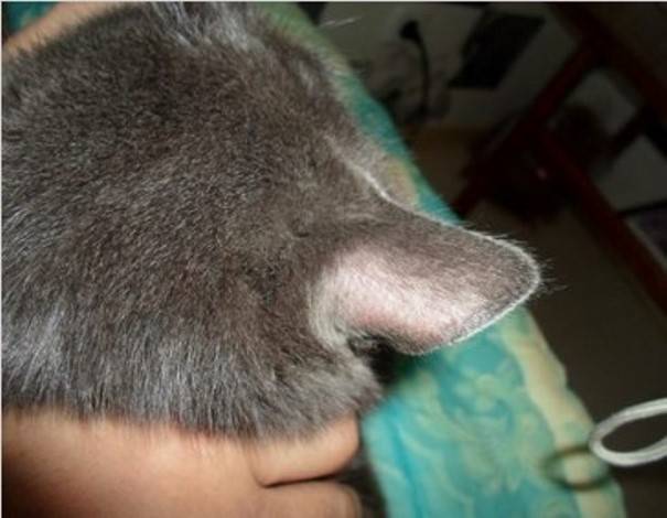 Выпадение волос у кошки за ушами