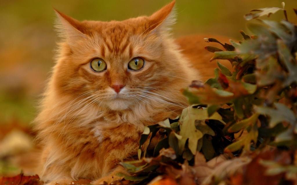 Рыжие кошки [фото + список пород]: суеверия, уход и особенности