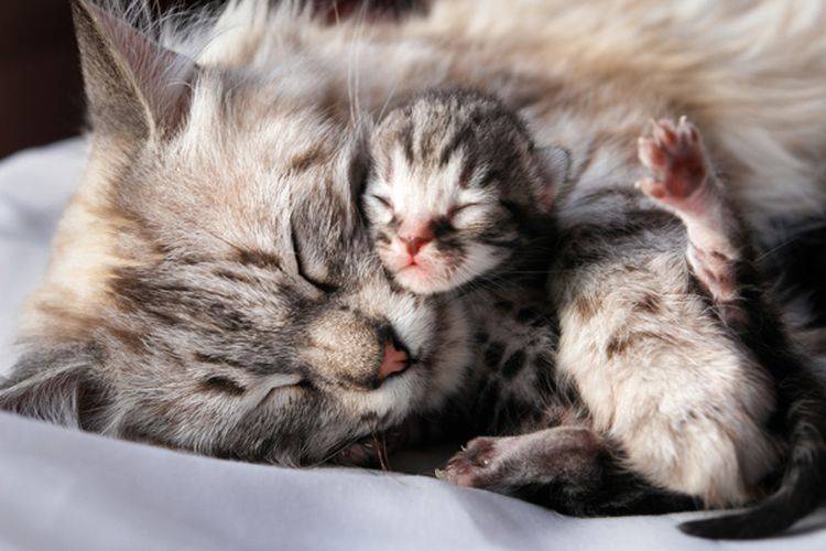Когда открываются глаза у котят после рождения, от чего это зависит