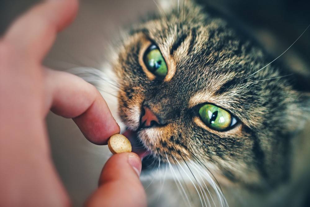 Как скормить кошке таблетку