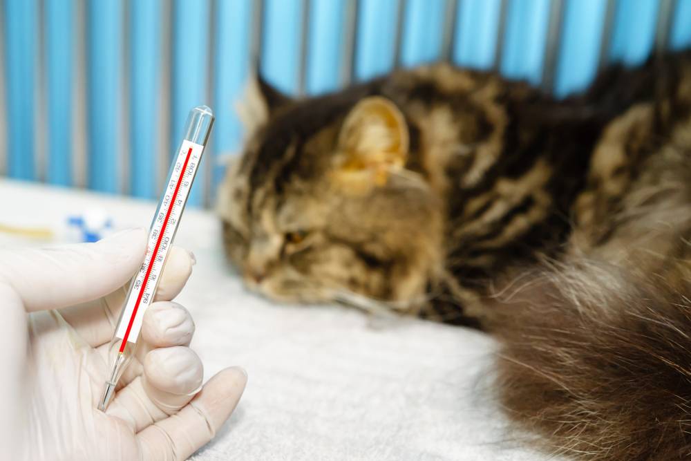Нормальная температура у кошек и как ее измерить