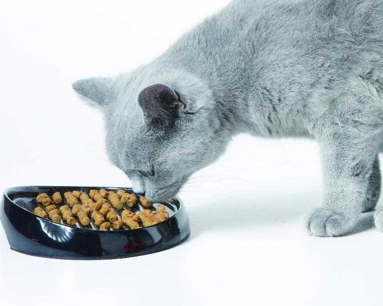 Почему кошку часто тошнит сухим кормом
