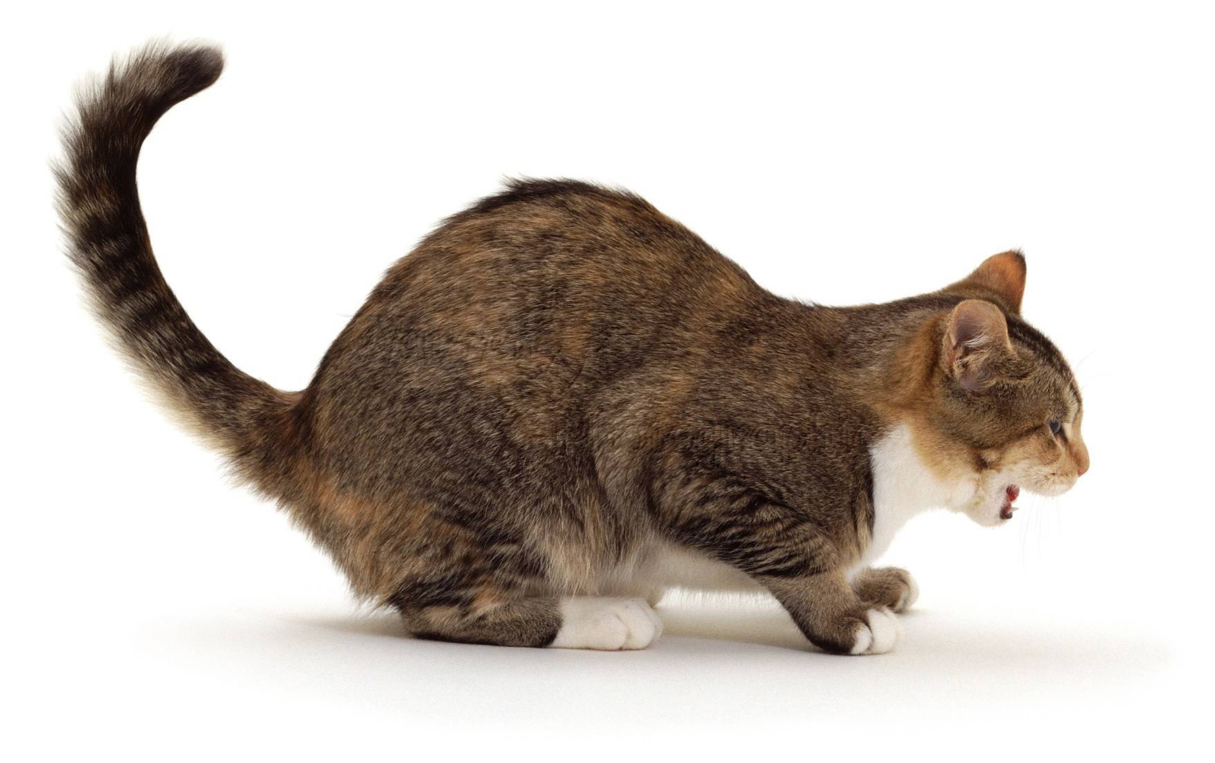 Кошка кашляет и хрипит вытягиваясь и прижимаясь – основные причины, что делать