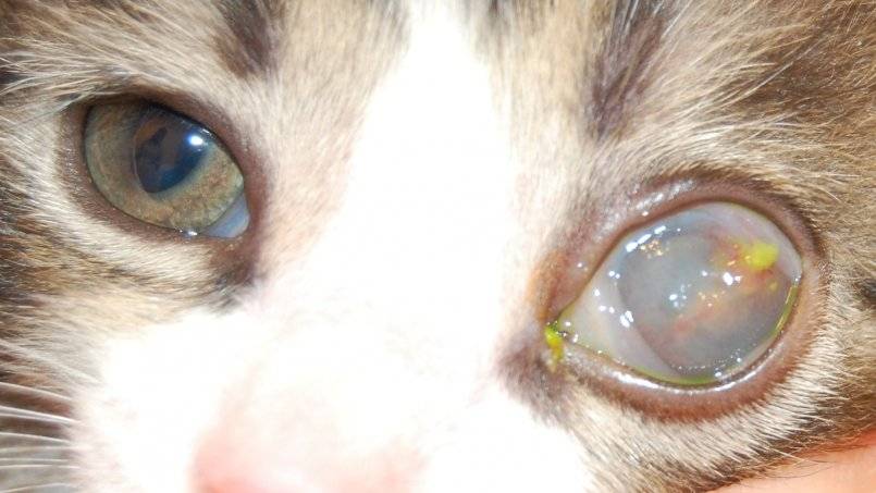Причины появления бельма на глазу у кошки и способы лечения
