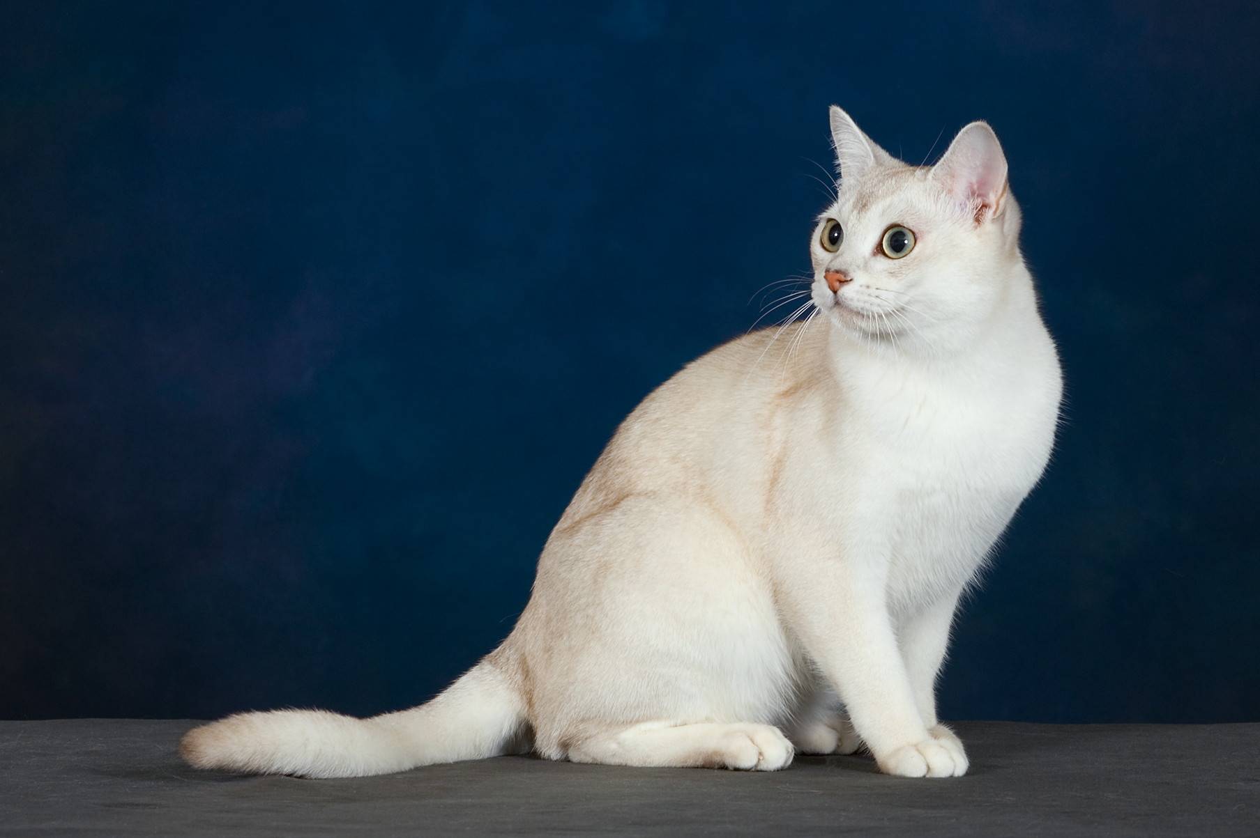 Бурмилла кошка: отличительные особенности породы, содержание и уход