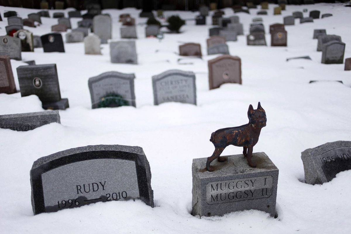 Можно ли хоронить животных на человеческом кладбище – похороны кошек