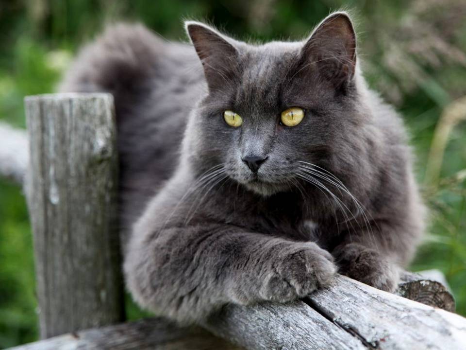Русская голубая кошка длинношерстная уход за шерстью