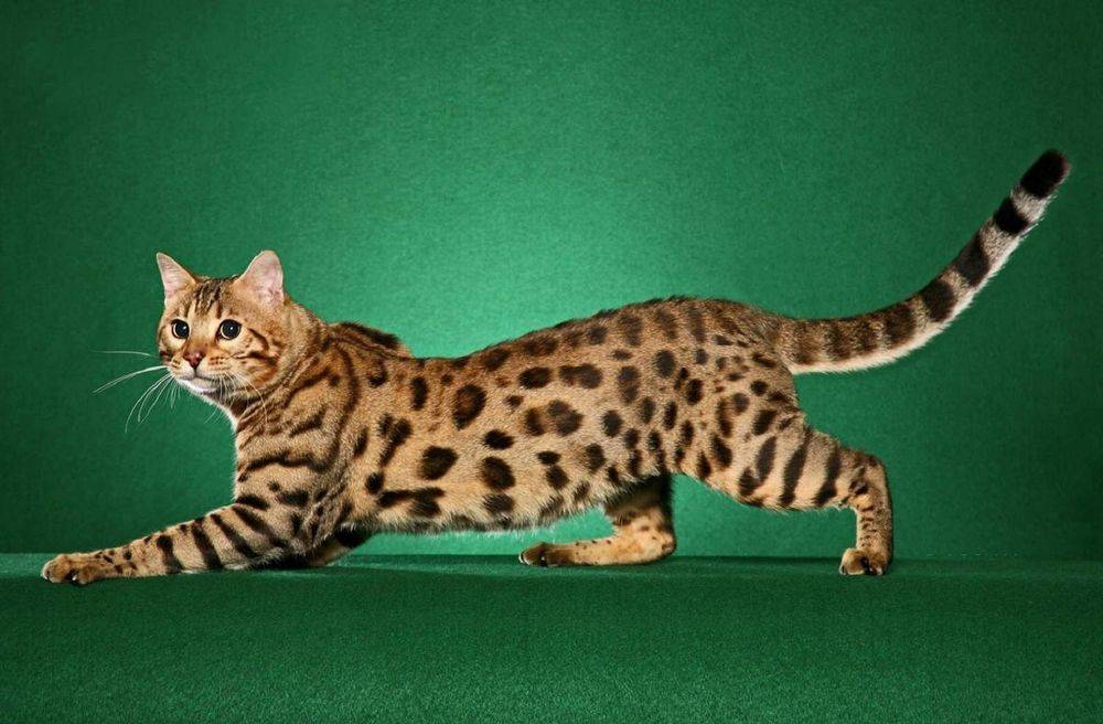 Порода кошек леопардового окраса большая