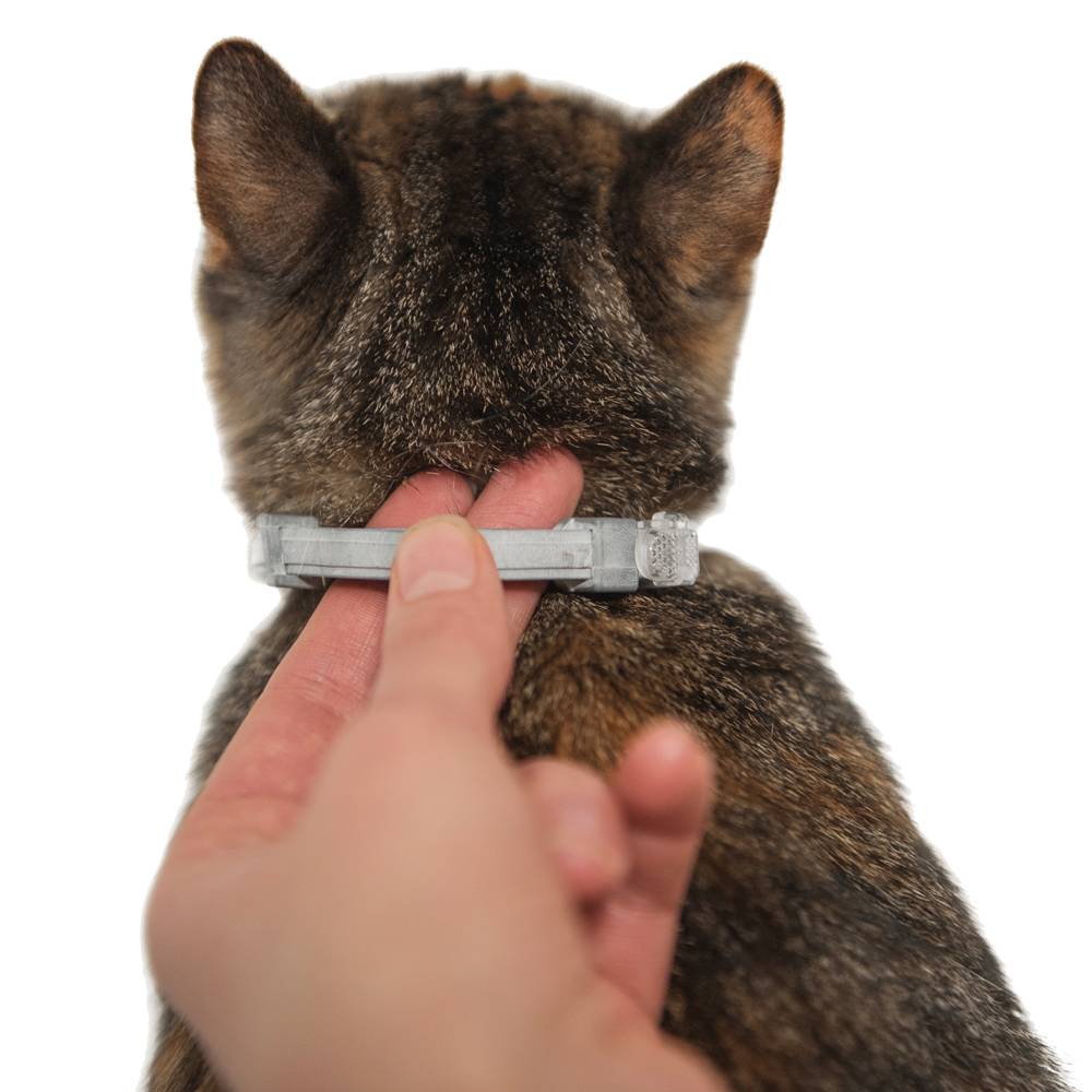 Народные средства лечения шерсти у кошек