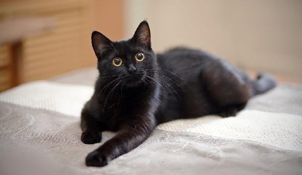 380 имен для черного кота или кошки (по полу, оригинально)