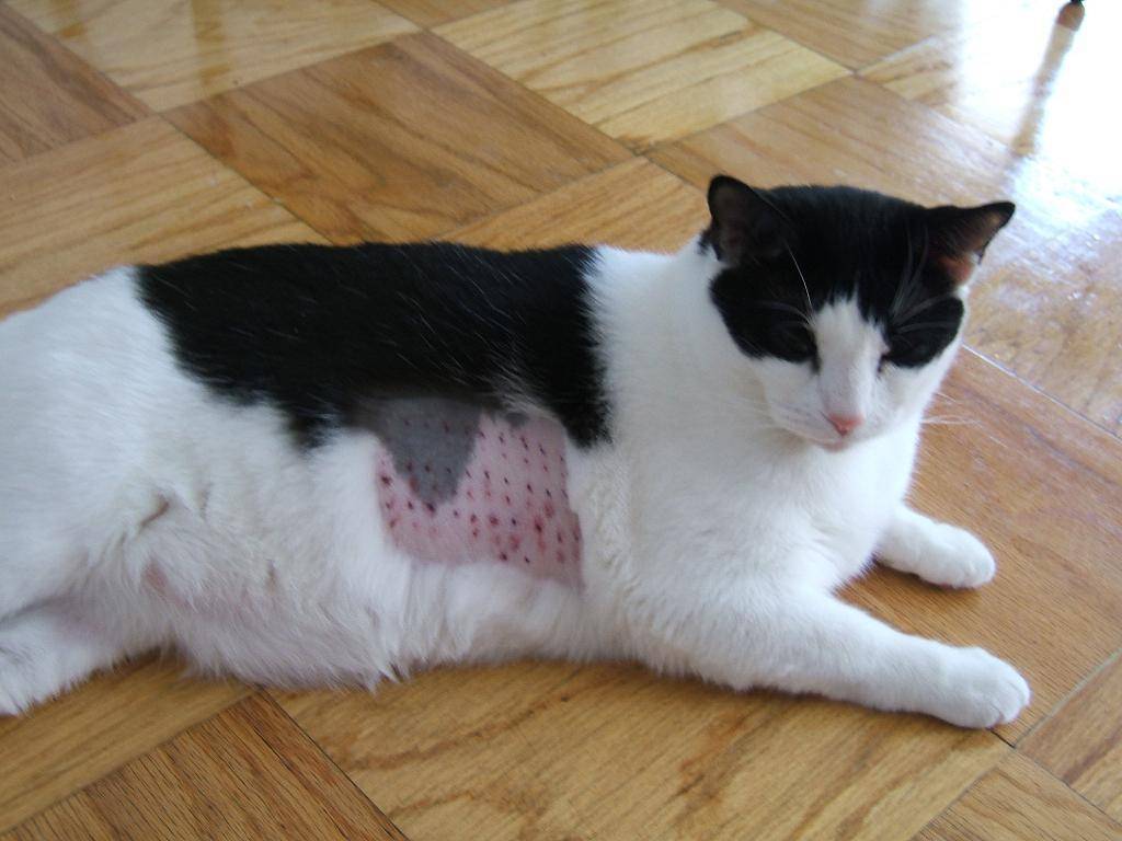 Аллергия у кота лечение в домашних условиях thumbnail