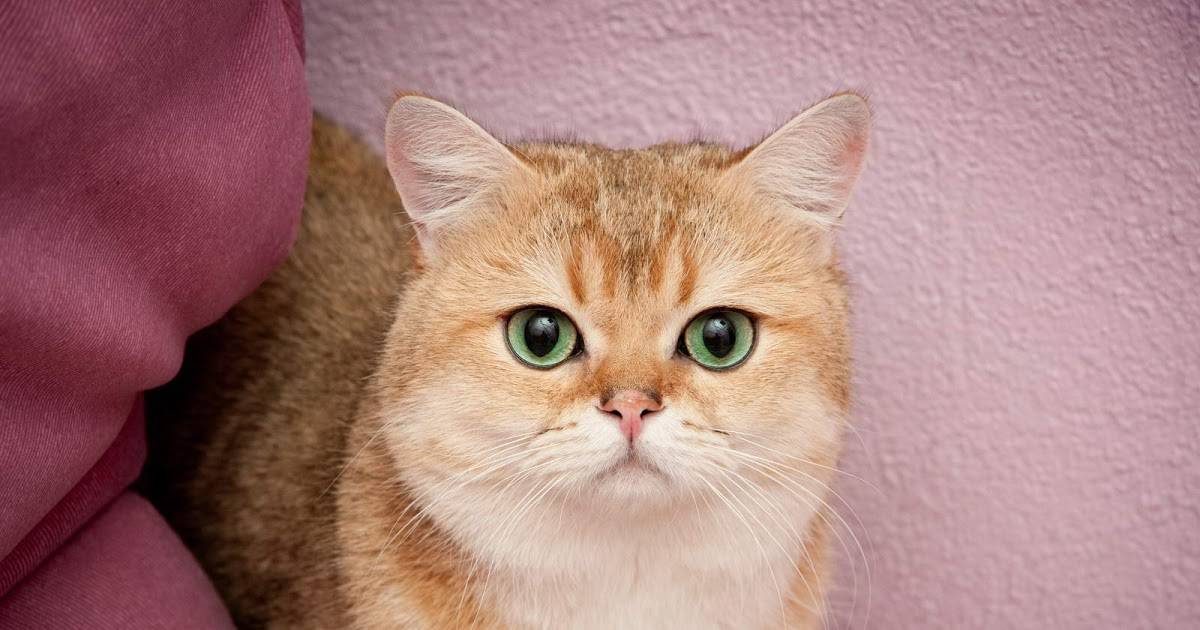 Породы всех рыжих кошек характер