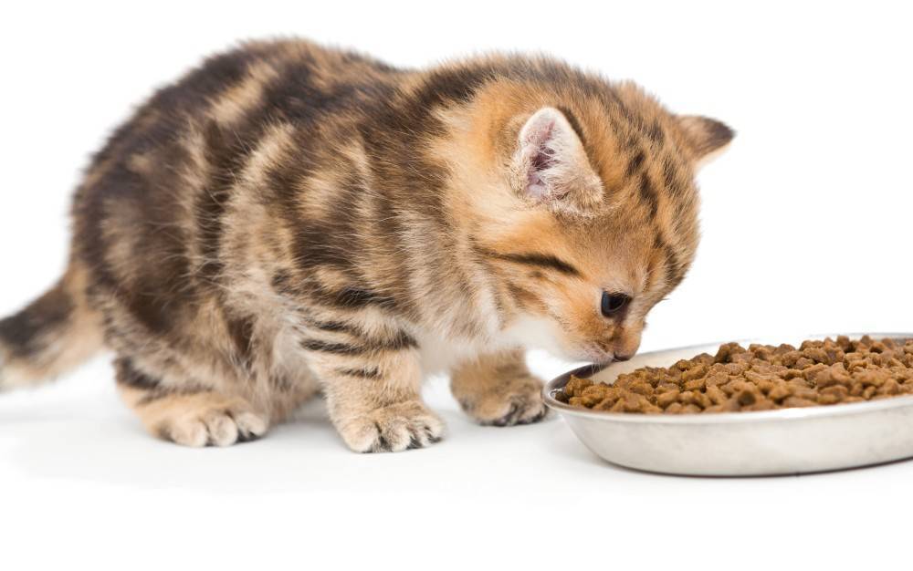 Как часто кормить котенка 2 месяца сухим кормом