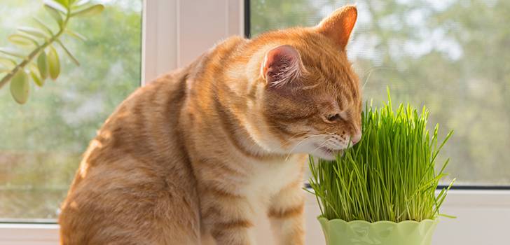 Какие есть растения опасные для кошек