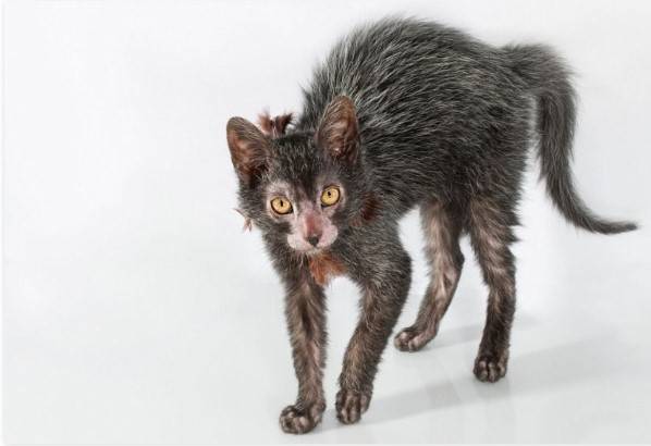 Самые уродливые породы кошек в мире фото thumbnail