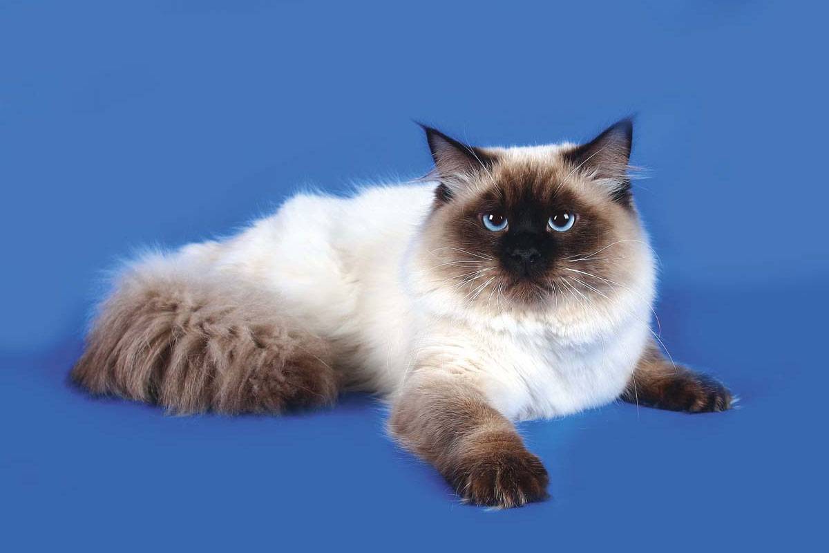 Невская маскарадная кошка сколько живет кошка
