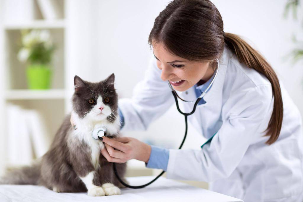Пупочная грыжа у котят лечение в домашних