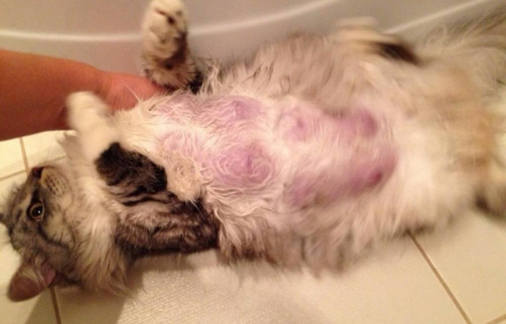 Воспаление молочных желез у кошек лечение в домашних условиях