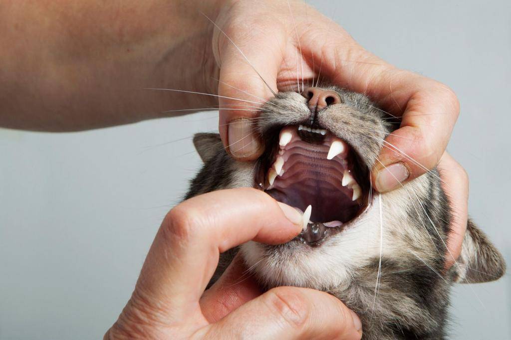 Болезни котов симптомы и лечение слюна