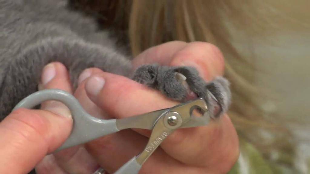 Как подстричь когти коту в домашних условиях