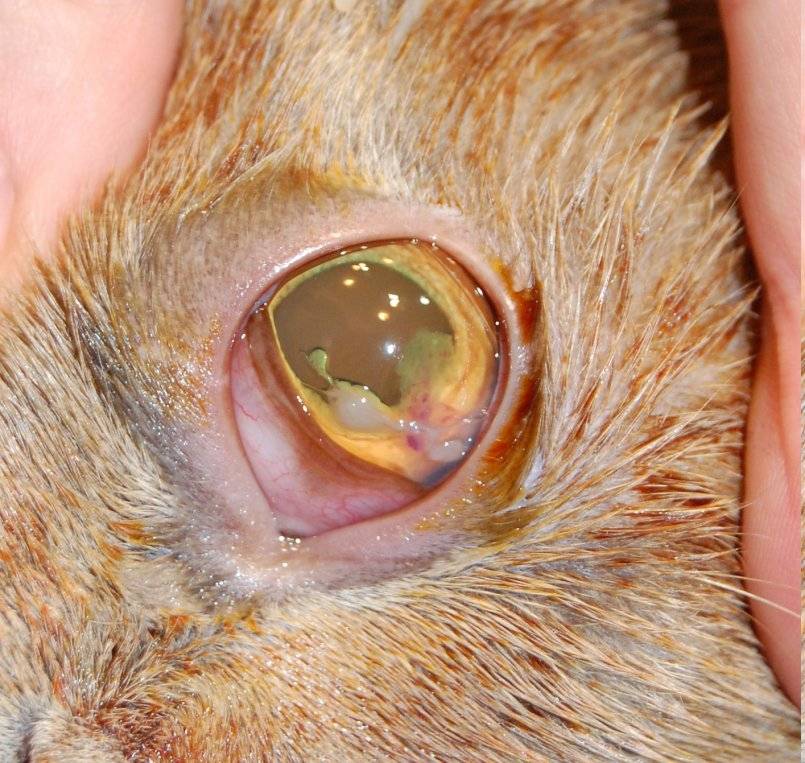 Бельмо в глазу у кошки лечение в домашних условиях