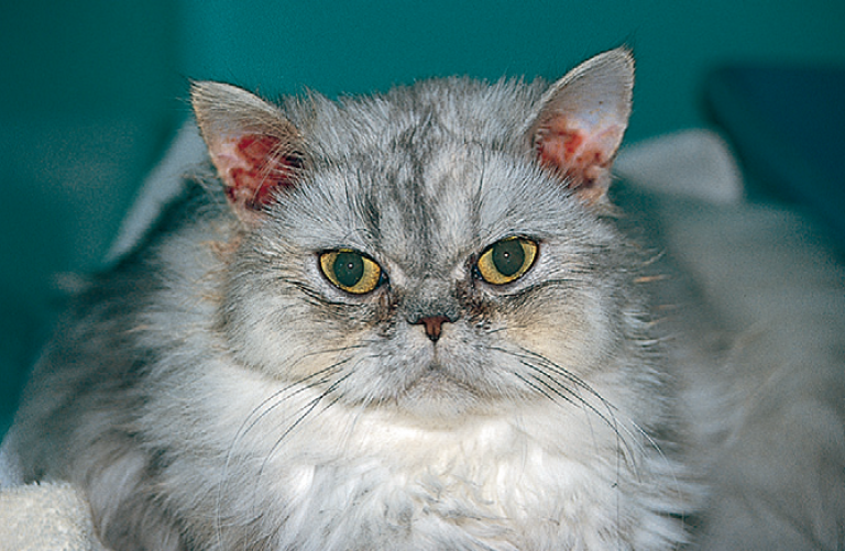 Болезни кошек с кашлем определяем заболевание