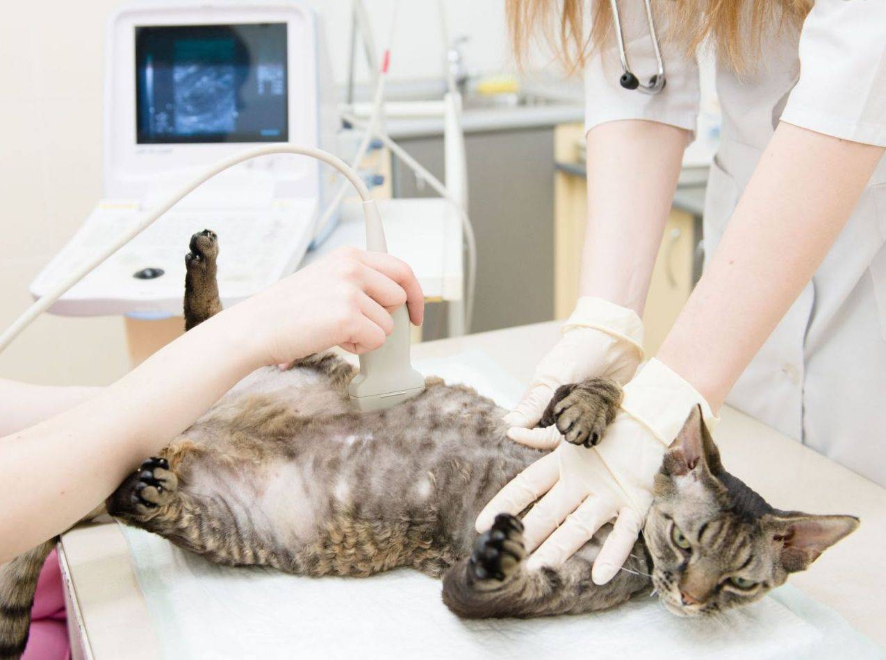 Зуд при болезни печени у кошек thumbnail