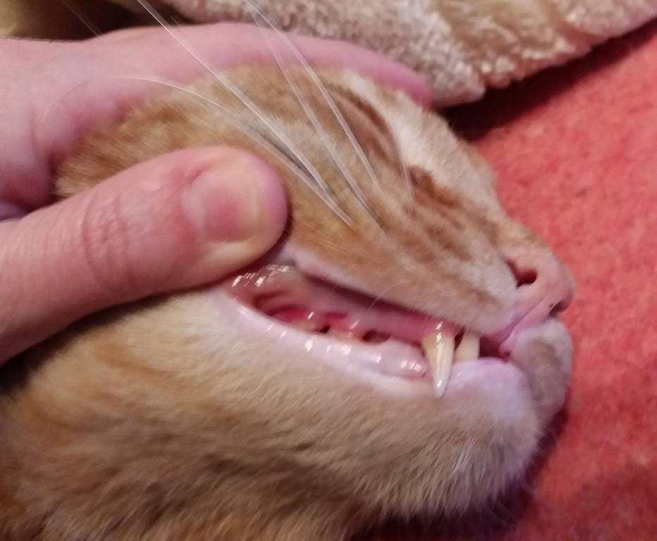 Выпадают зубы у кота лечение