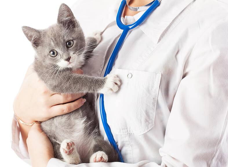 На каком сроке можно прервать беременность у кошек