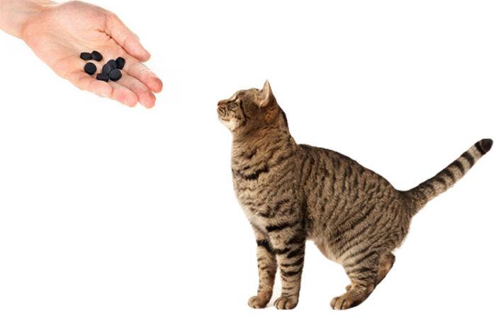 Как дать коту активированный уголь: как дать, можно ли давать, применения и дозировка