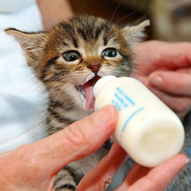 С какого возраста можно кормить котят – сколько ест новорожденный котенок?