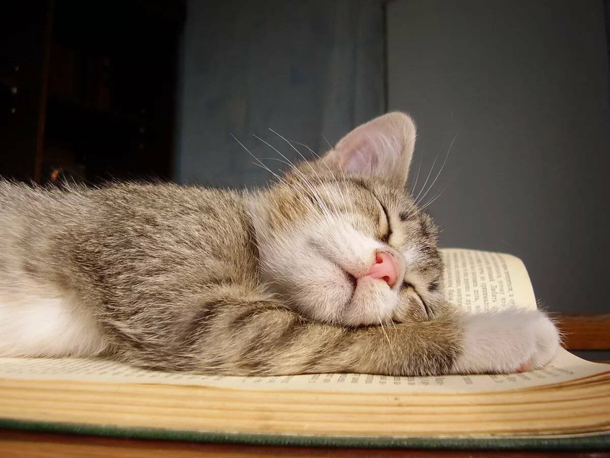Котик вялый много спит какие витамины дать